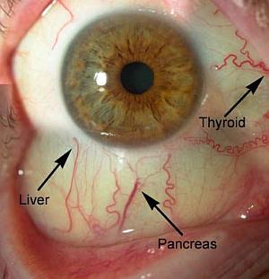 Sclerology